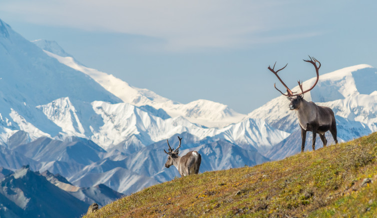 Two reindeer stand on a hill with snow-covered mountains behind them.