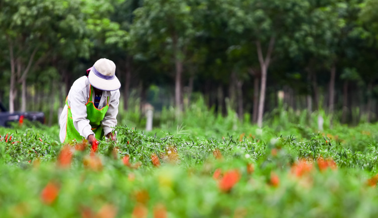 A person picks chillis from a field with trees behind.
