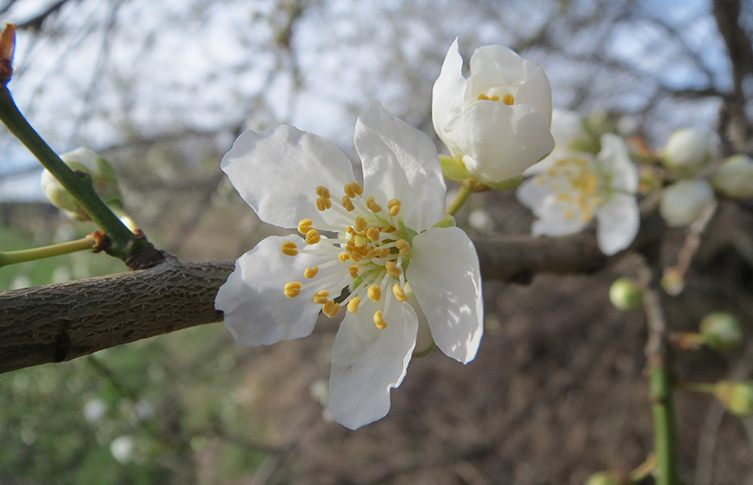 Blackthorn blossom