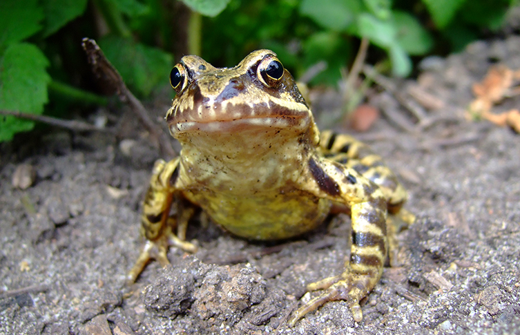 A common frog