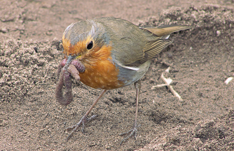 A robin with a worm in its beak