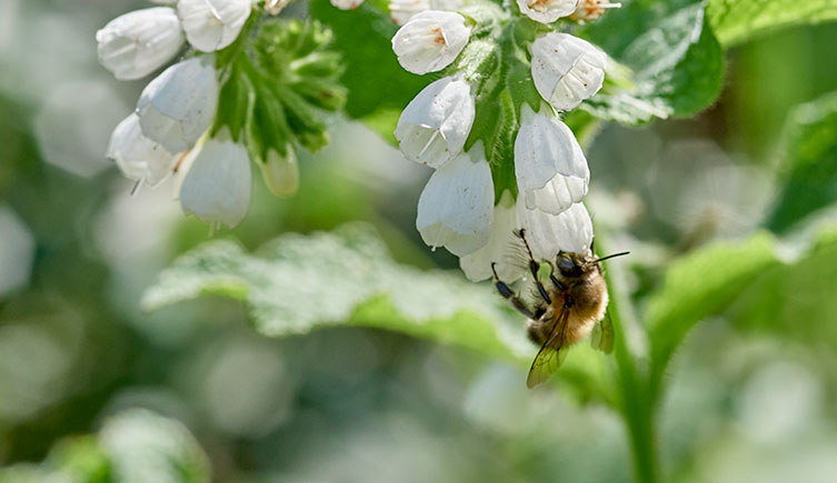 A small, light brown bee, clings onto the outside of a small, bell-shaped, white flower. 