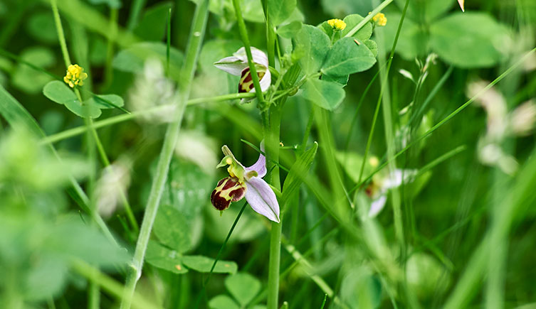Bee orchids