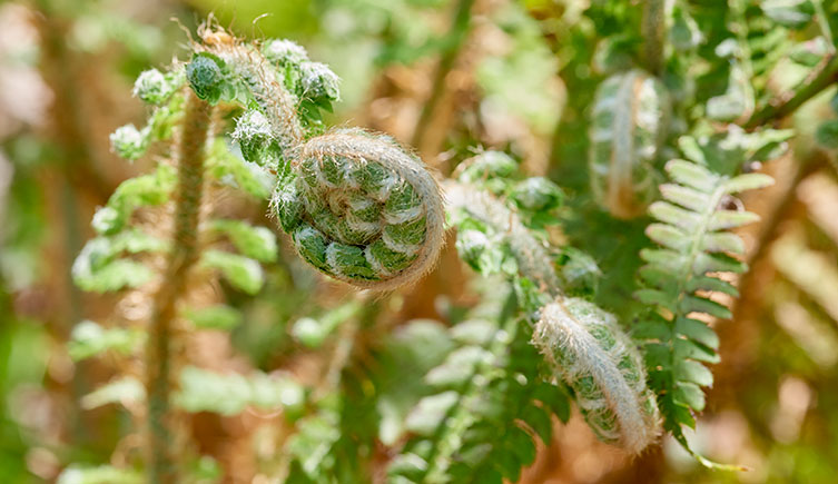 A close up of curled-up fern fronds. 
