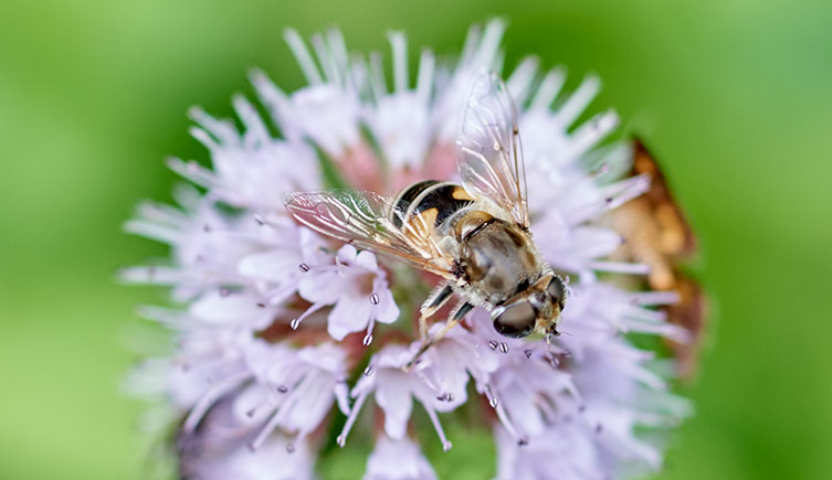A fly with transparent wings and a brown and yellow body perches on a small, purple flower. 