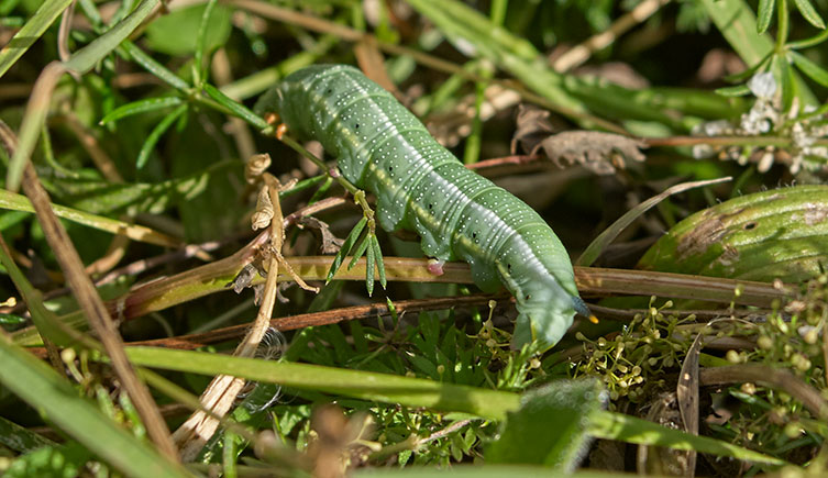 A chunky green caterpillar with a small, horn-like projection on its rear end climbs over a tangle of brown and green plant stems. 