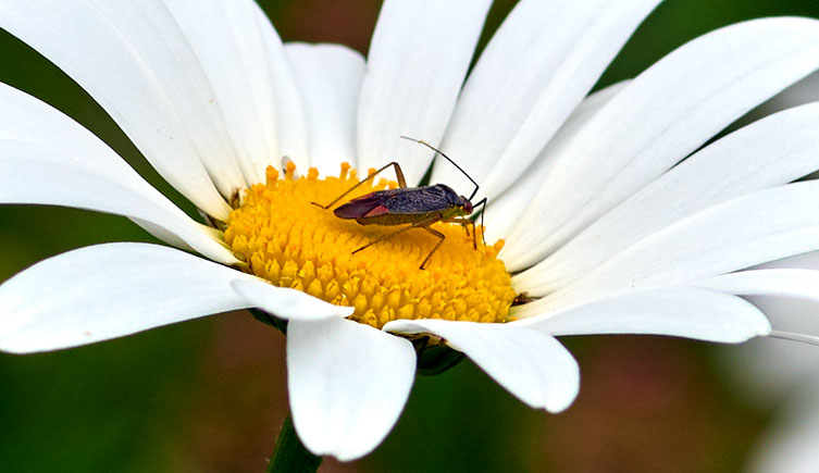 A small, beetle-like bug with long antennae perches in the middle of a large flower with bright white leaves and a yellow centre. 