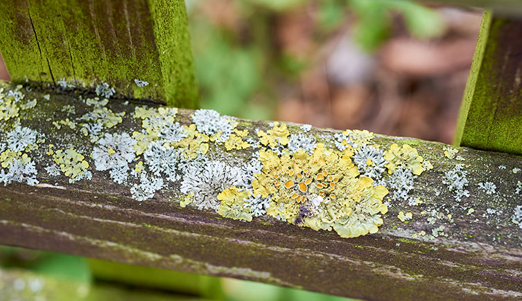 A close up of a wooden fence covered in light grey-green and yellow lichens. 