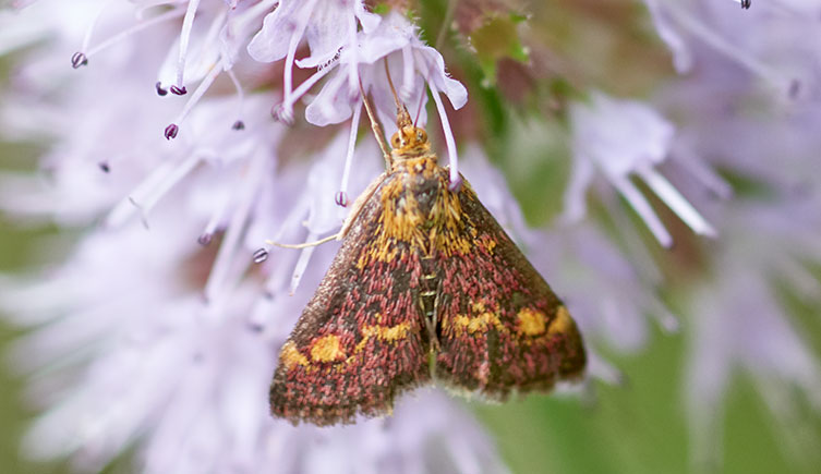 A moth with alternating rows of yellow and rusty-red on its wings feeds from a small purple flower. 