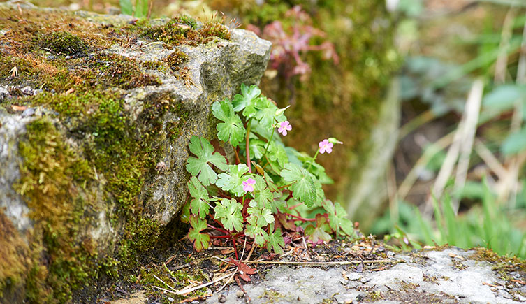 Between moss-covered rocks, a small green-leafed plant with tiny pink flowers and red stems grows. 