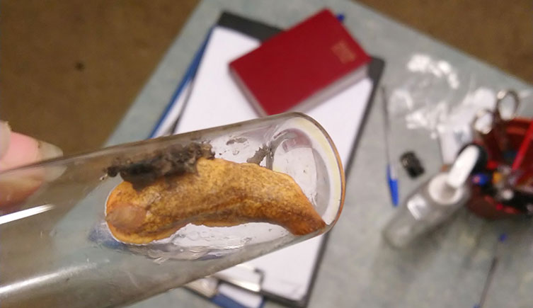 Pale brown slug in a tube