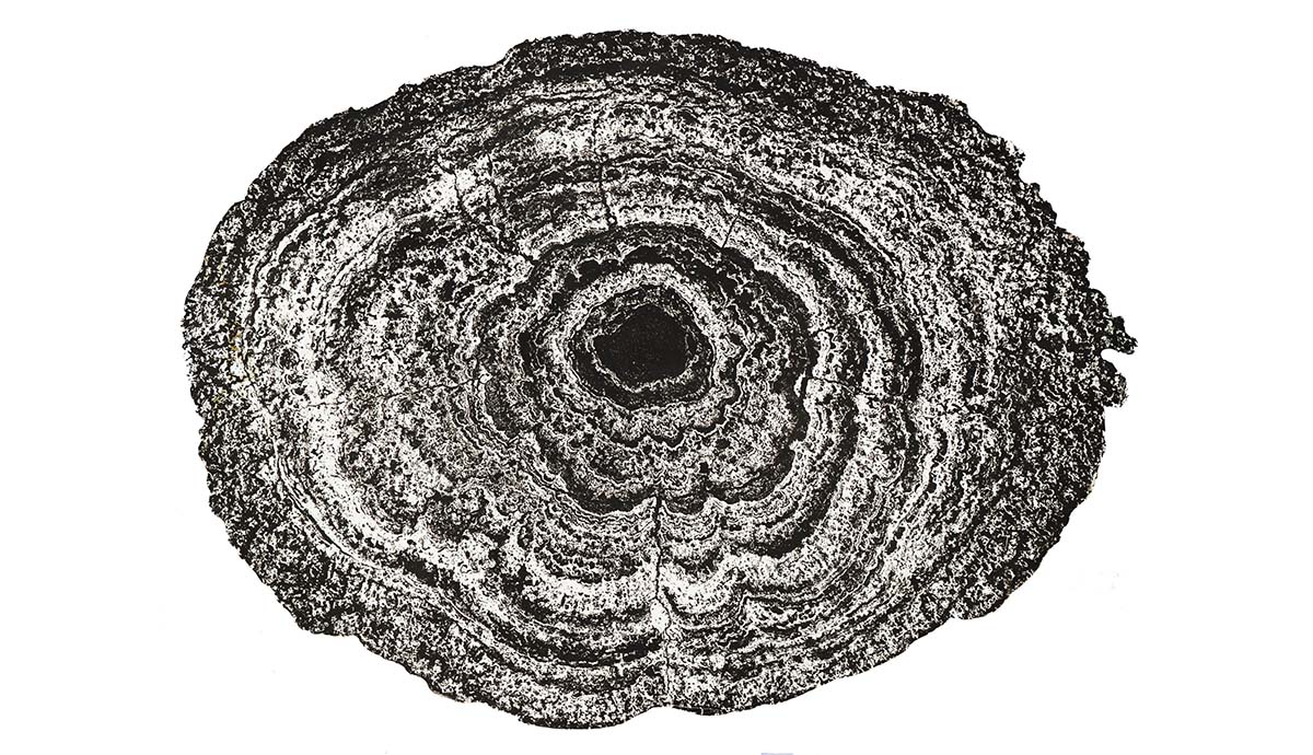 A cross-section of a polymetallic nodule showing distinct rings.