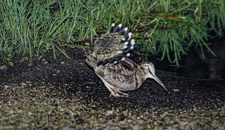 A woodcock displaying on a forest floor, with its tail fanned out and brought right over its back showing the white tips of its tail. 