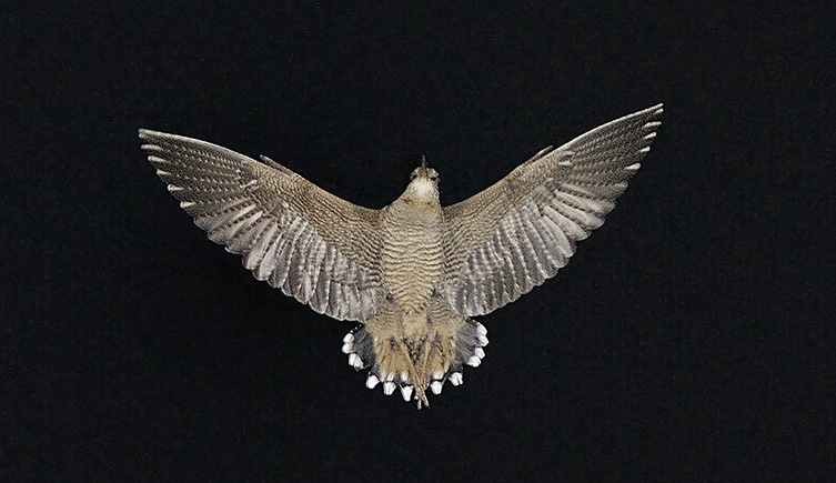 A photograph of a woodcock in flight from underneath, shwoing the bright-white tips of its tail feathers. 