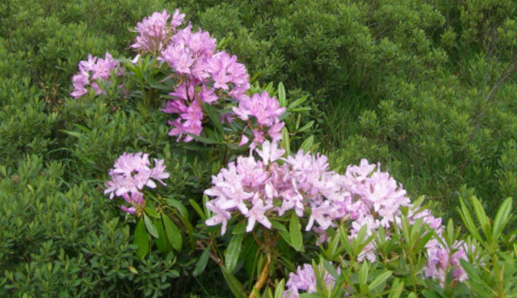 Pink rhodendron grows amongst green shrubs.