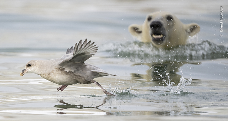 A flumar bird flaps its wings to take off from the surface of the sea as, out of focus and in the background, the head of a polar bear with its mouth open moves towards it.