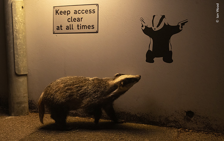 A badger strolls down the street and looks up at a piece of graffiti on the wall of a badger standing on its back legs and waving two guns in the air. 