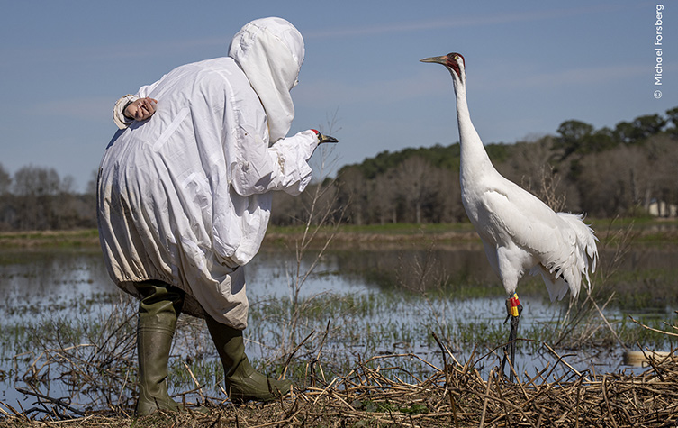 On the left hand side of the image a man stands bent over, wearing a white sheet and a replica crane head puppet on one hand. On the right hand side, a real white whooping crane stands upright, observing this curious looking crane as it approaches. 