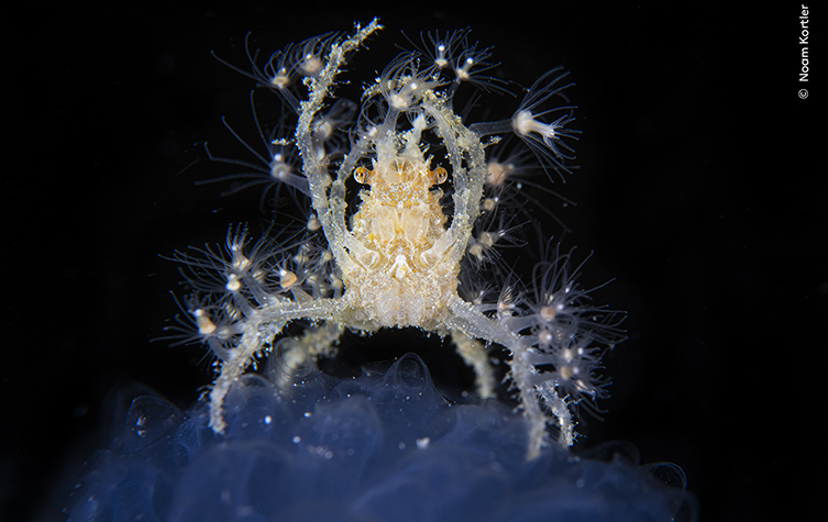 A fancy looking, yellow-beige coloured crab waves its arms above its head, as it sits on a translucent blue sponge. 