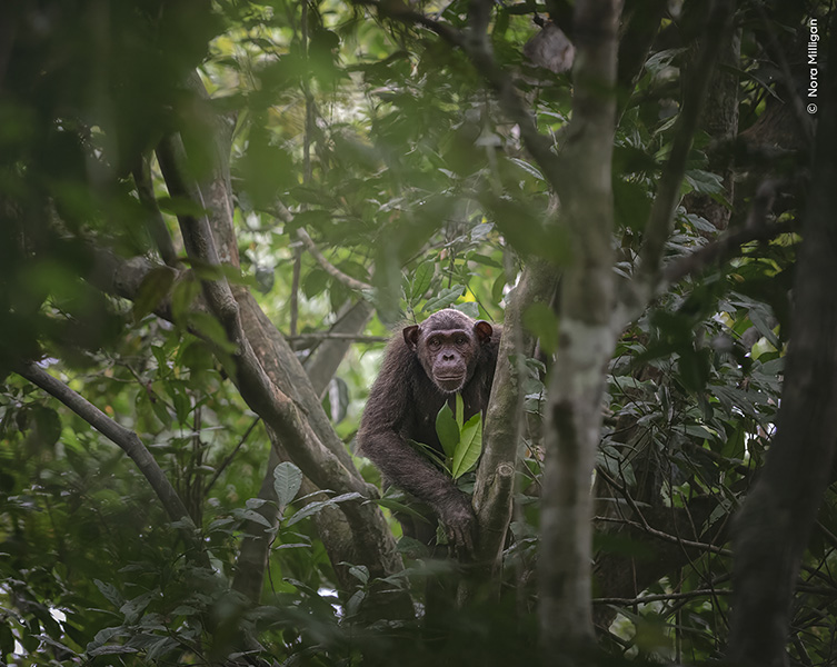 A chimpanzee halfway up a tree stares through the branches and leaves directly at the camera.