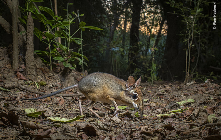 A mousey coloured sengi walks across a forest floor, pausing for a moment to look at the camera. 