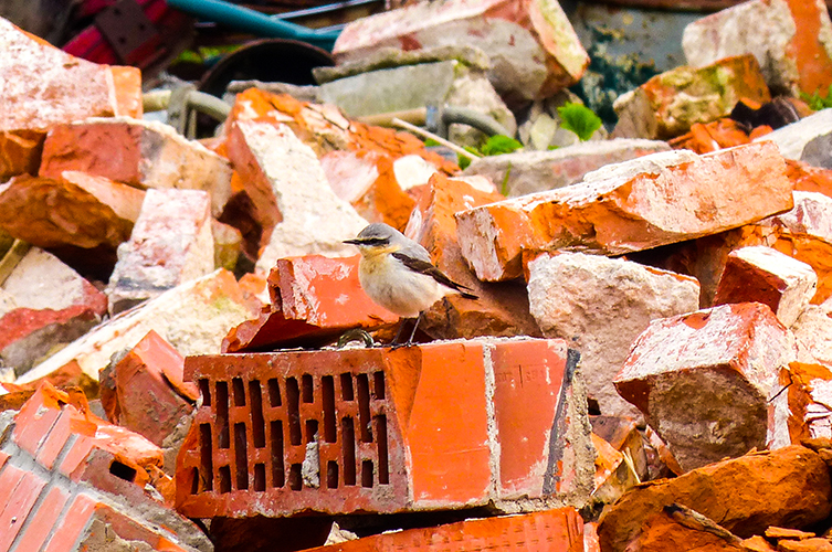 A photograph of a small bird perched on a pile of orange bricks
