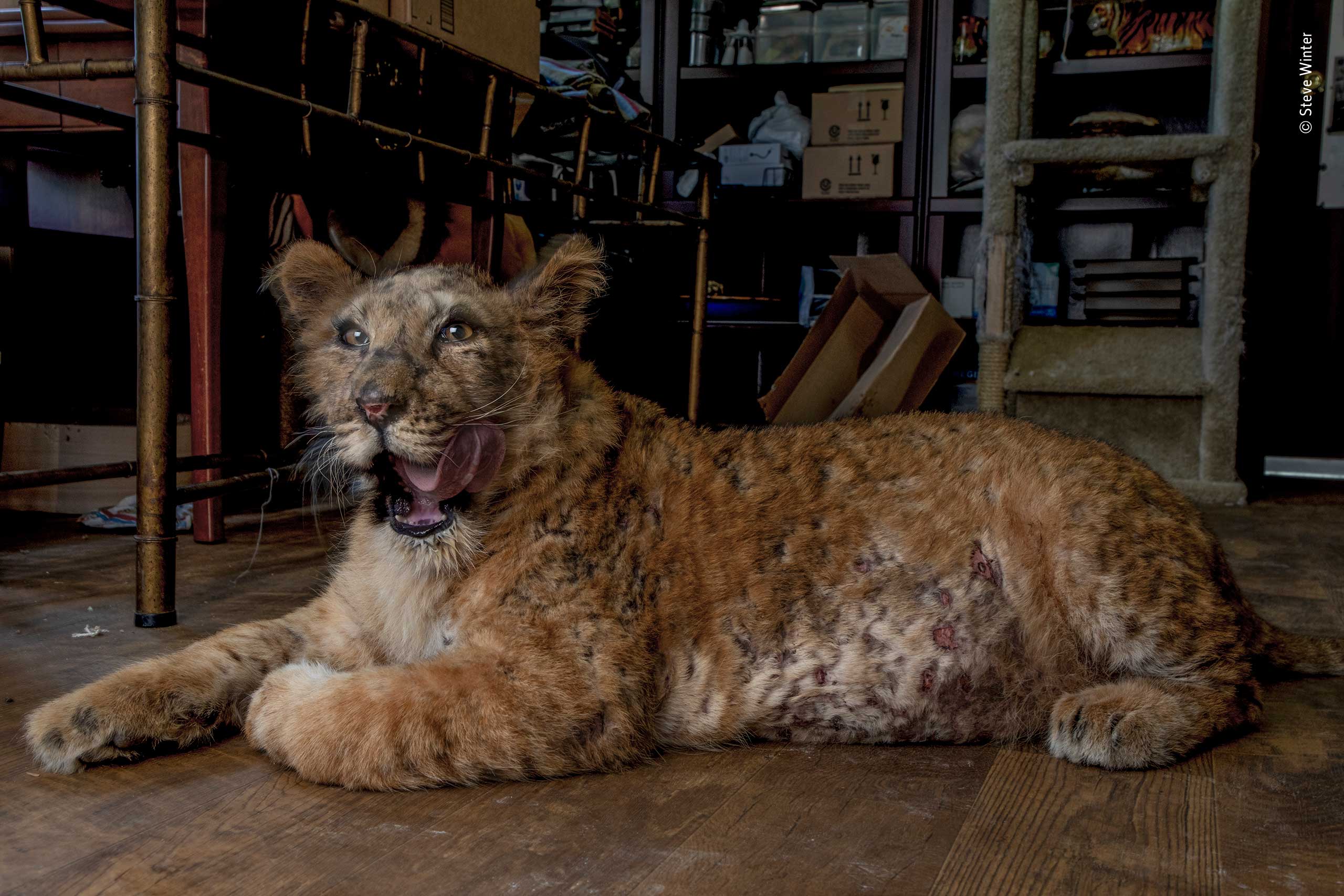 A photo of a a tiger and a lion cross