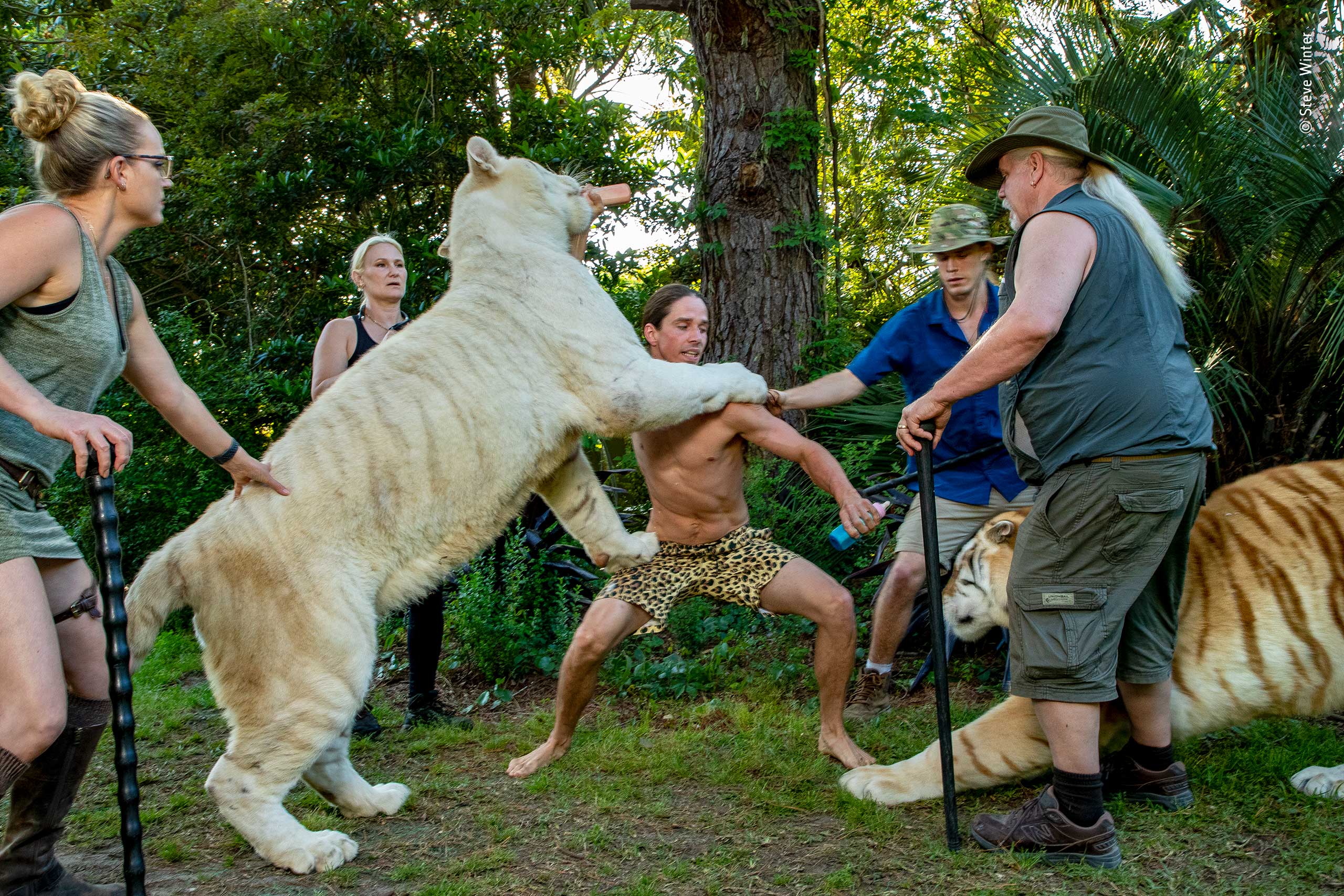 A photo of staff at a wild animal park preparing for a photo with two tigers