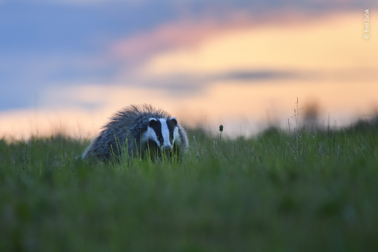 A photo of a badger in a grassy field at sunset
