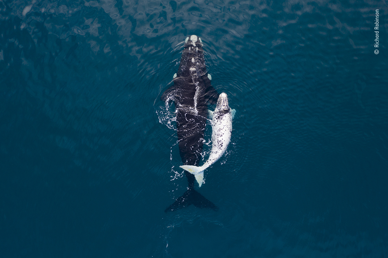 A birds eye view of a whale swimming with its calf