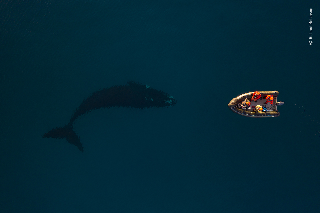 A birds eye view of a research boat floating next to a whale