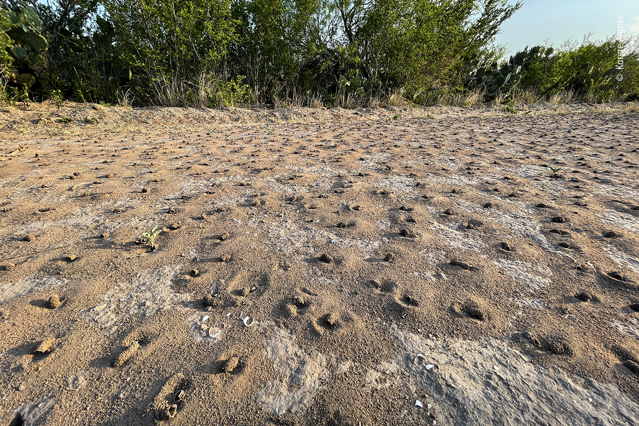 A photograph of the ground of a Texas ranch, pockmarked with bee nests