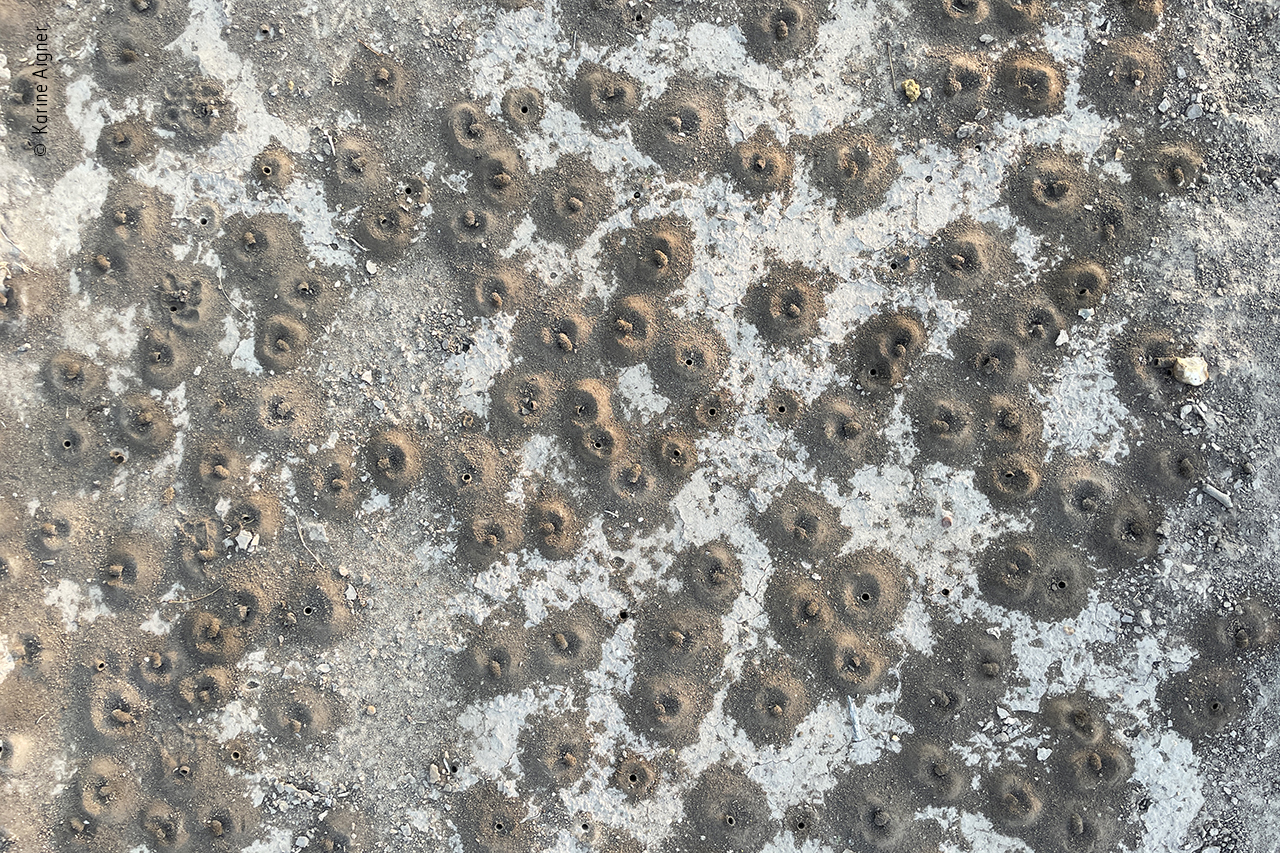 The ground of a Texas ranch pockmarked by bee nests