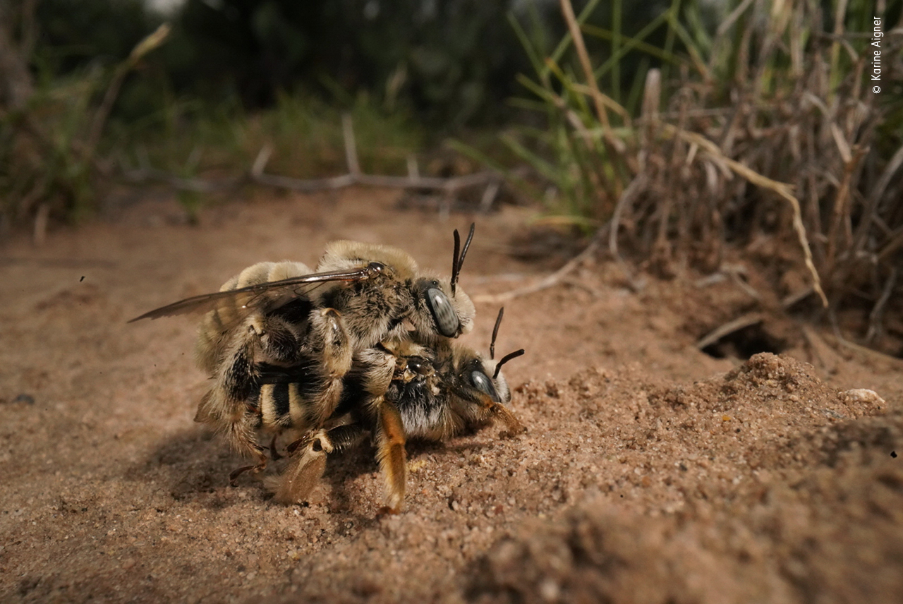 A photograph of two bees mating