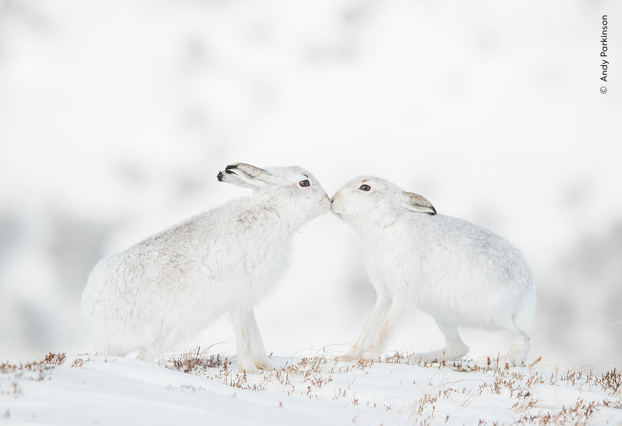 Two Scottish hares touch noses in a snowy white landscape