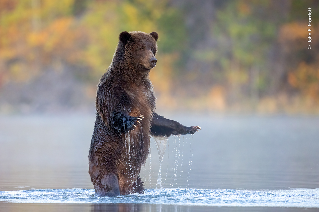 A brown bear stands upright in a calm river, its arms outstretched in front