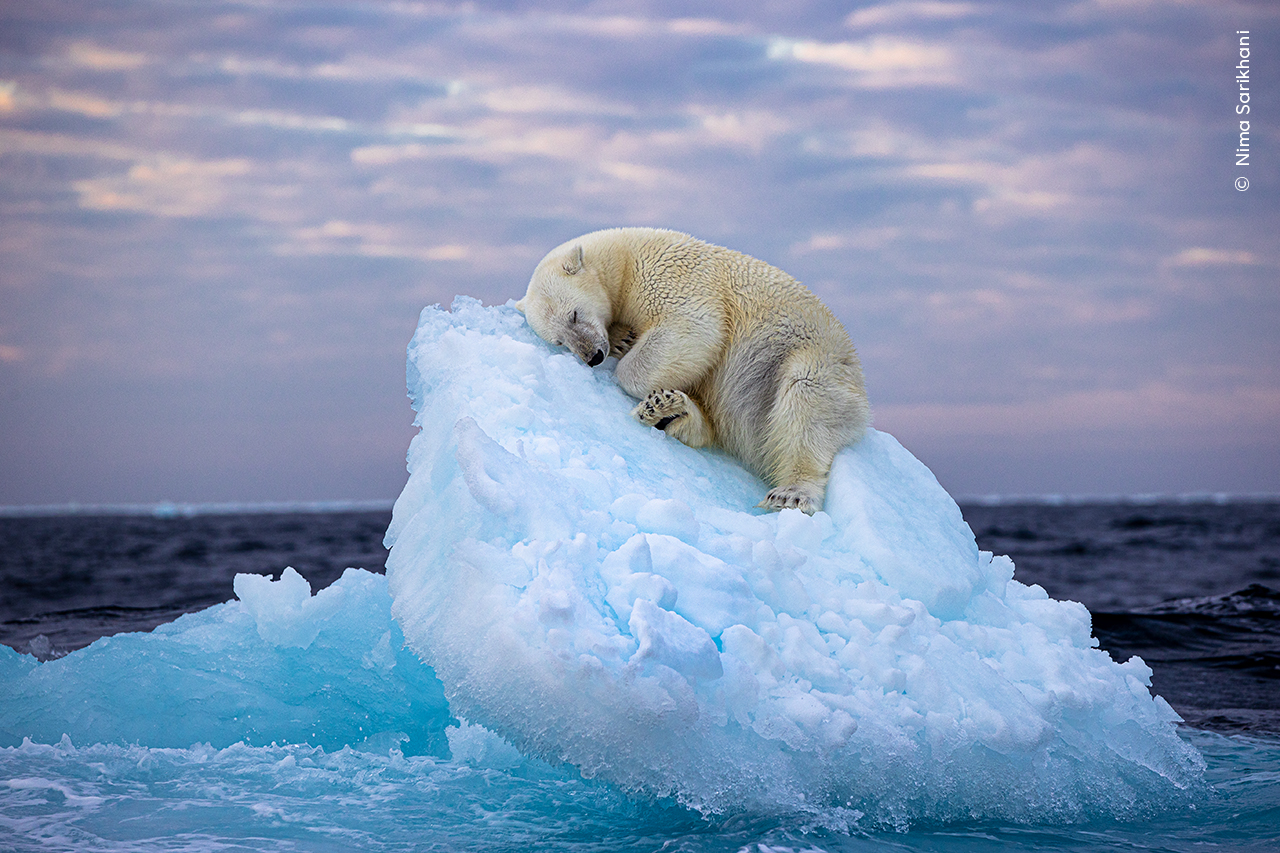 A polar bear curls up to sleep in the depression of an ice berg