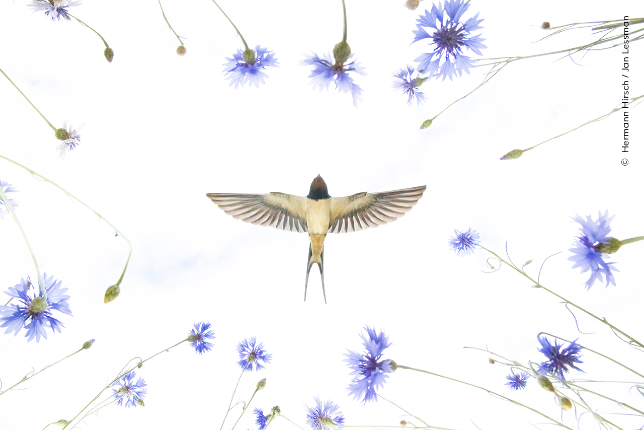A photograph of a swallow flying directly above the camera, with its wings outstretched the bird is framed by blue flowers from the meadow