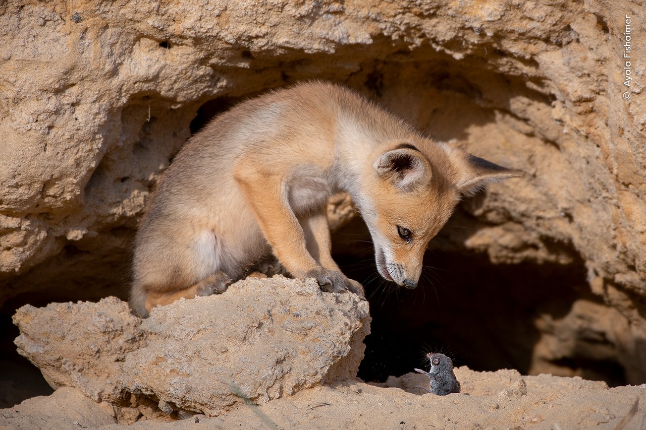 A red fox cub locks eyes with the shrew it had thrown up in the air moments earlier.