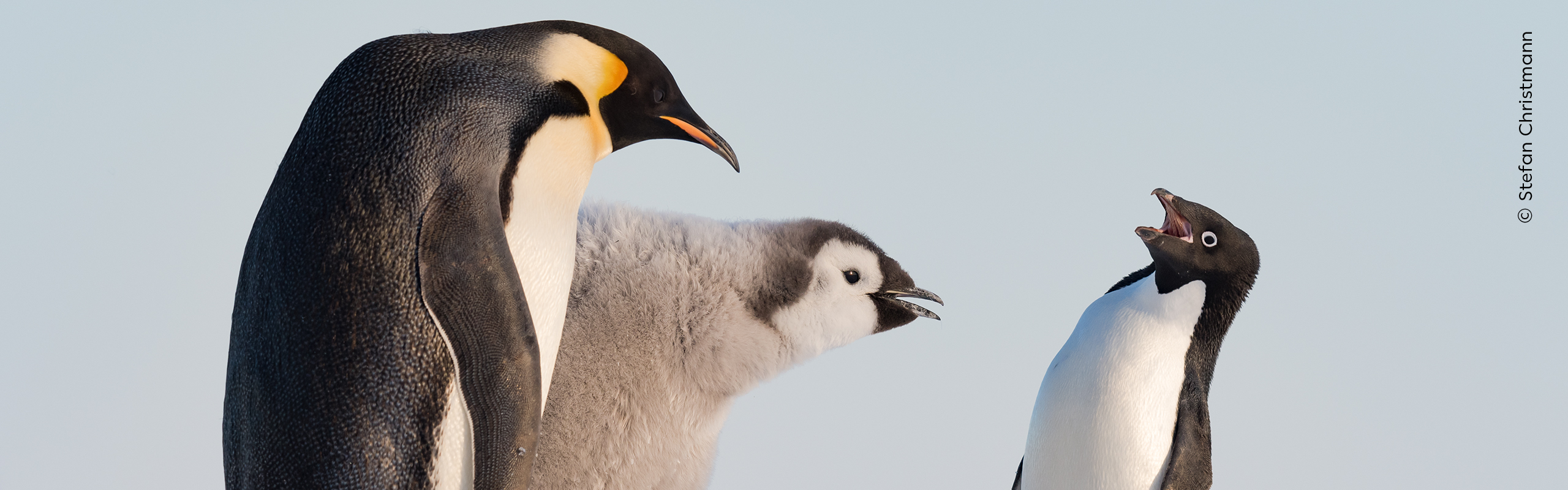 An Adélie penguin approaches an emperor penguin and its chick during feeding time in Antarctica’s Atka Bay.