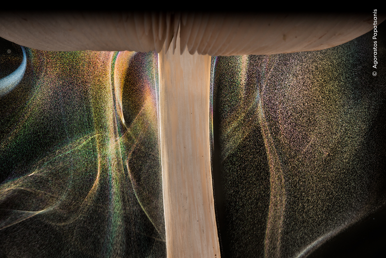 Light catches spores falling from the gills beneath a deer shield mushrrom
