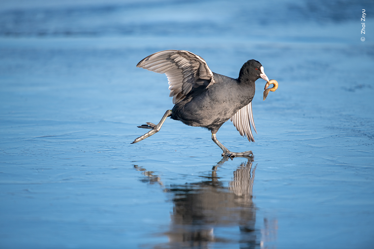 A coot struggles to stay on its feet as it wrestles with its prey on the ice