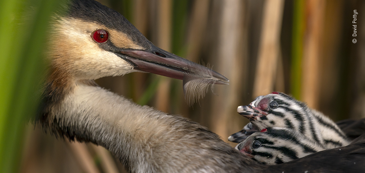 A close up photograph of a bird feeding a feather to its clutch of chicks
