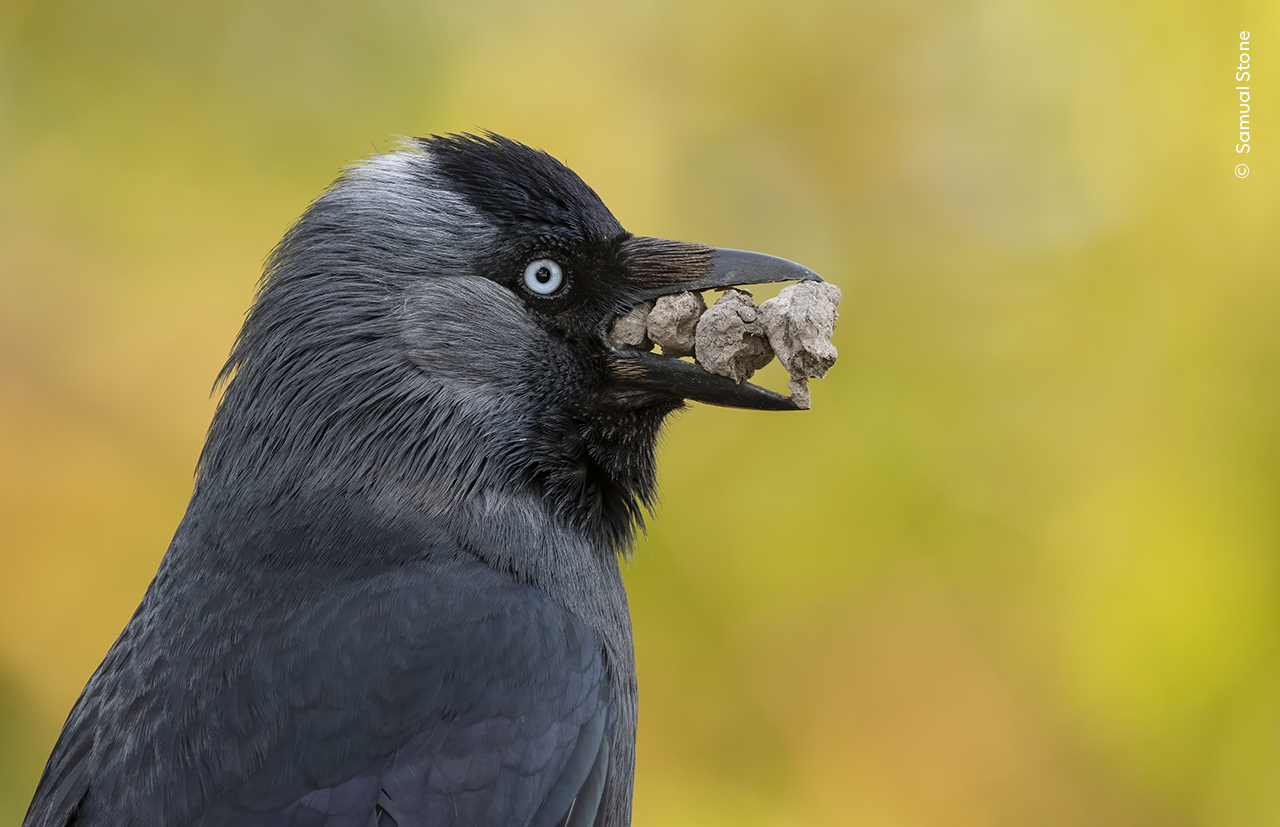 A photo of a Jackdaw holding four small rocks in its beak. The rocks seem to be in size order. 
