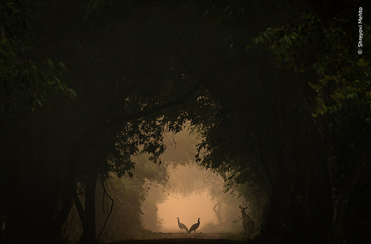 On the horizon the silhouettes of two peacocks is framed by a tunnel of vegetation, bathed in an ethereal peachy light.