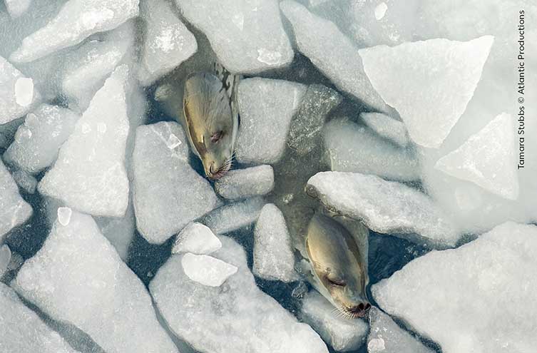 A top-down photograph of broken up ice floes in water. In among the shards of ice, the heads of two seals with their eyes closed bob in the water.