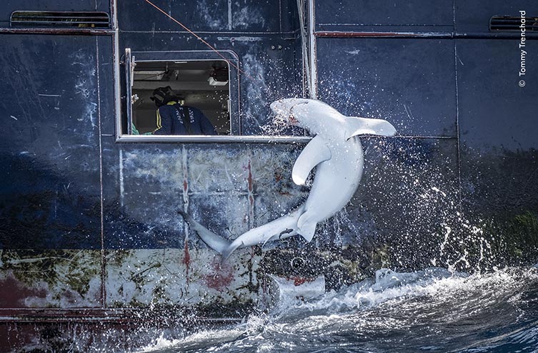 A photograph of a shark as it is being pulled out of the water by a fishing line. It is writhing as it exits the water, the waves of which are splashing against the side of the boat. 