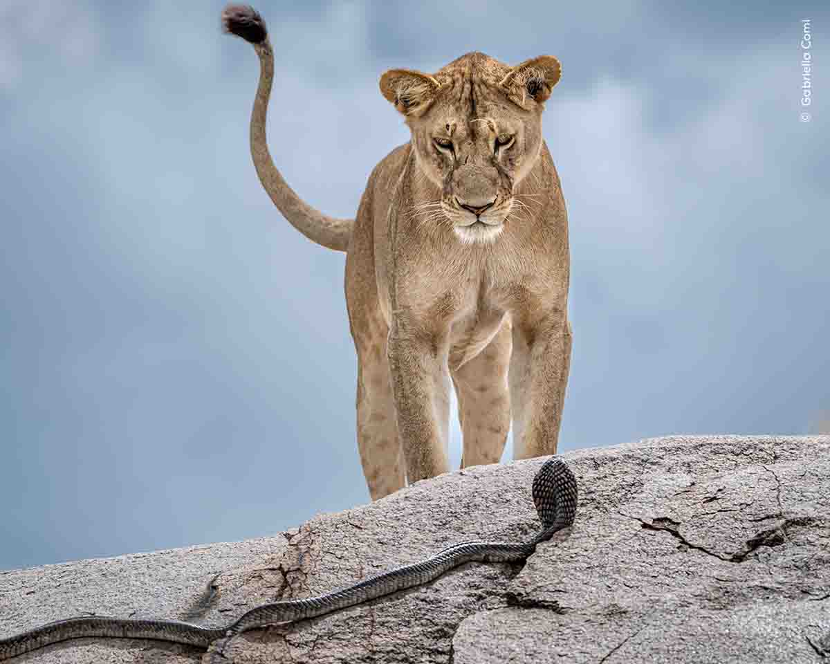 写真集 Wildlife Photographer of the Year 6冊 First look at Wildlife Photographer of the Year 61 | Natural