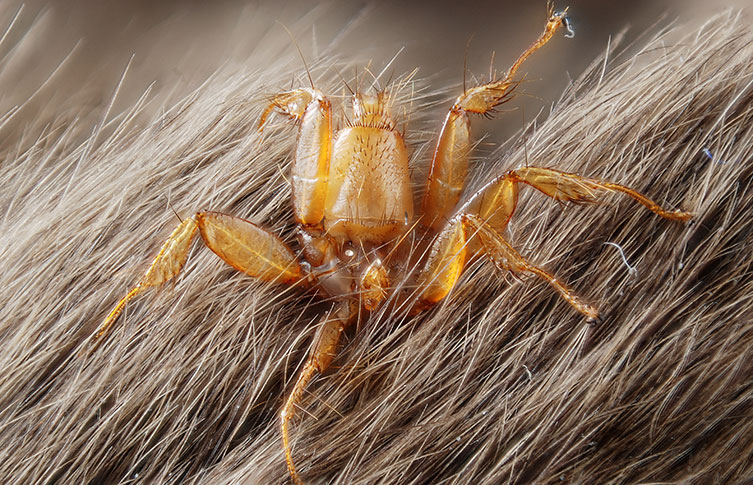 A close up of a spider-like bat fly nestled in a bat's fur