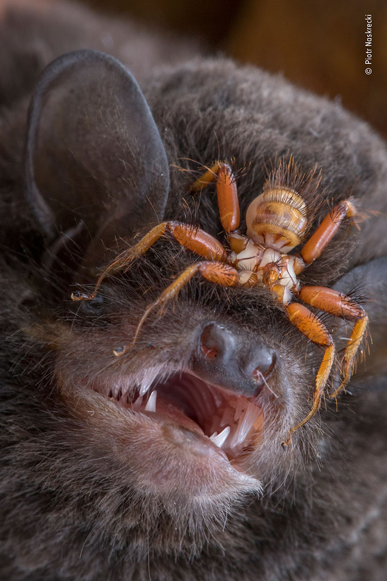 Big bat bloodsucker